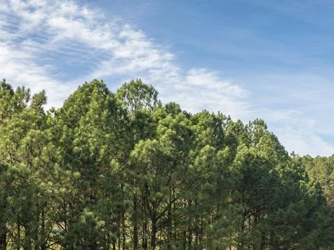 Pine Trees in Fall Stock Photos