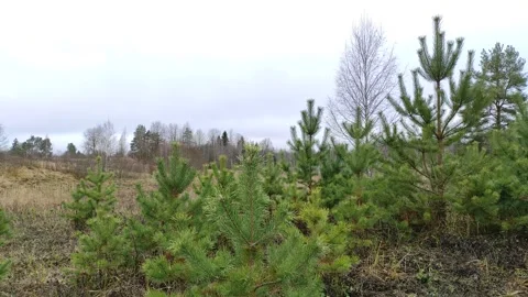 Pine trees in the field (1) 4K Stock Footage 293029177