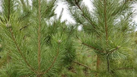 Pine trees in the field (2) 4K Stock Footage 293029190