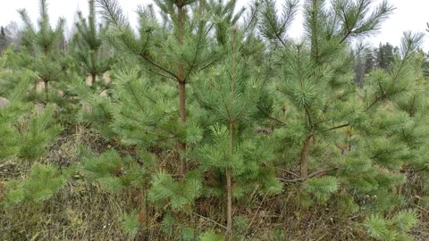 Pine trees in the field (3) 4K Stock Footage 293029204