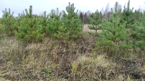Pine trees in the field (4) 4K Stock Footage 293028957