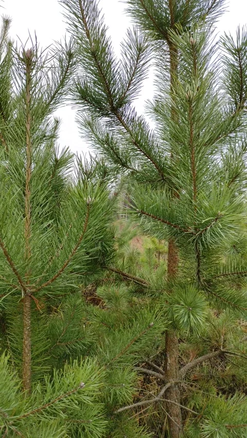 Pine trees in the field (5) 4K Stock Footage 293029411