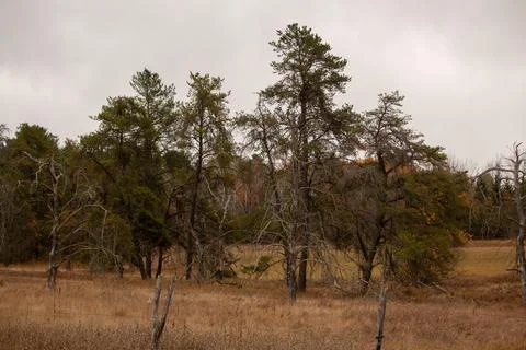 Pine trees in a field Stock Photos