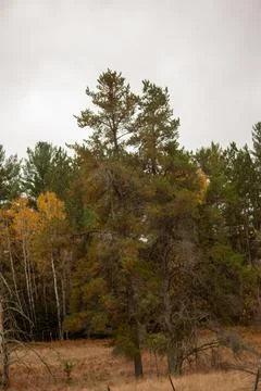 Pine trees in a field Stock Photos