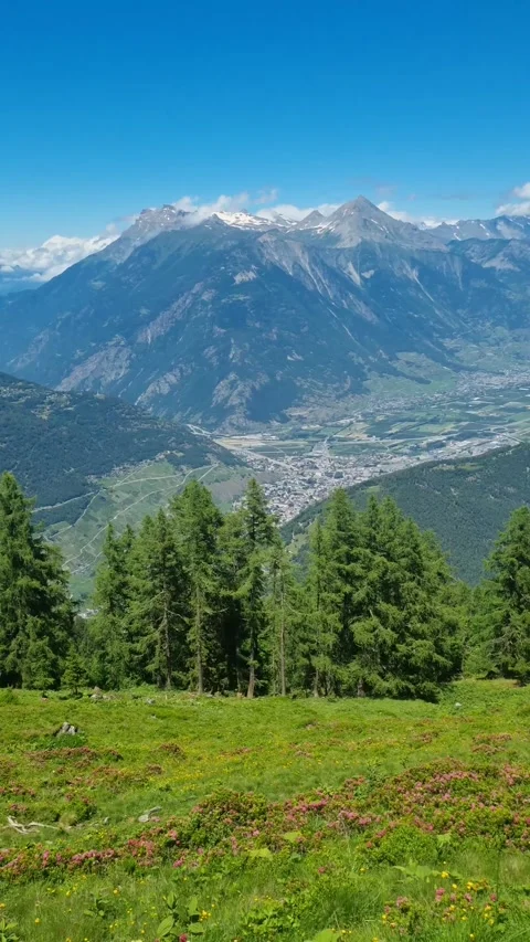 Pine trees in fields in Alp mountains, Martigny-Combe, Martigny, Wallis, Valais, Stock Footage 284452956