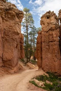 Pine Trees Fill The Gap Between Two Eroding Hoodoos Stock Photos