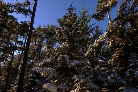 Pine trees with the first snow and blue sky detail Foto stock
