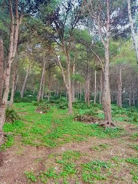 Pine trees from the floor of the forest with a view of pine tree stumps Stock Photos