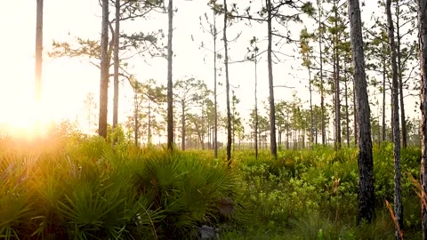 Pine Trees in the Florida Sunrise Stock Footage 135454363