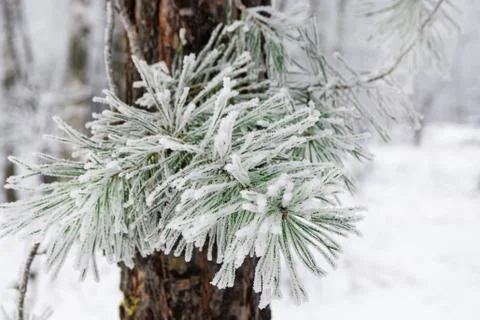 Pine trees with fluffy needles, covered with hoarfrost in a winter park Stock Photos