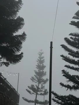 Pine trees with fog on the background Stock Photos