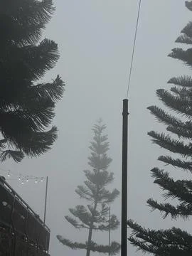Pine trees with fog on the background Stock Photos