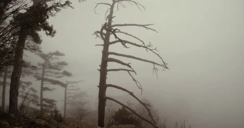 Pine trees in the fog in the mountains view from the top Stock Footage 53563971