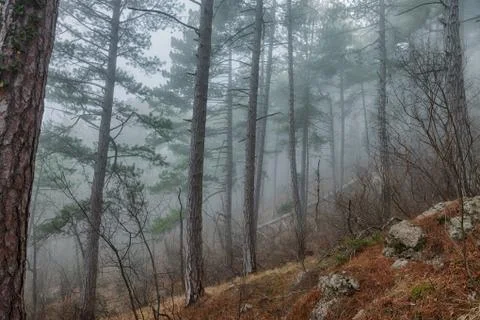 Pine trees in the fog Stock Photos