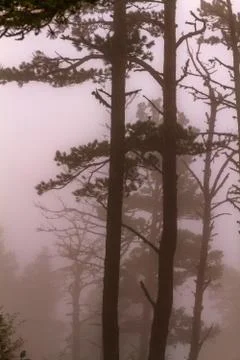 Pine trees fog Stock Photos