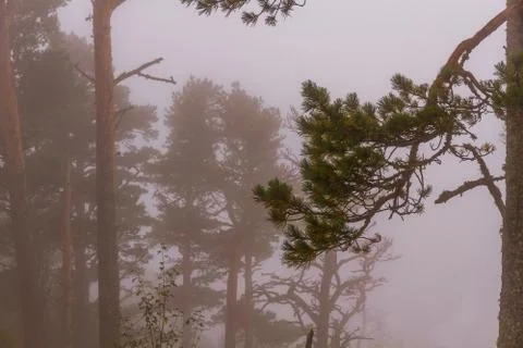 Pine trees fog Stock Photos