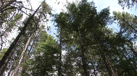 Pine Trees 스톡 동영상 768876