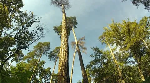 Pine trees Stock Footage 12017401