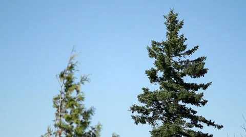 Pine Trees Stock Footage 28618176