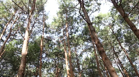 Pine trees Stock Footage 34316354