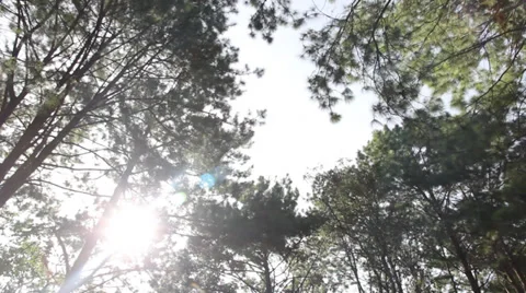 Pine trees Stock Footage 34316522