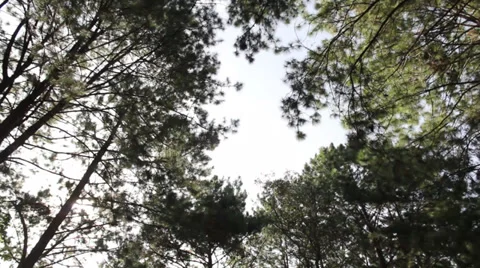 Pine trees Stock Footage 34316858