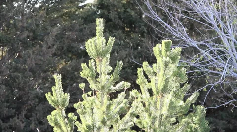 Pine Trees Video stock 37163663