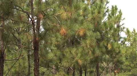 Pine Trees Stock Footage 46226147