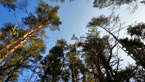 Pine Trees Stock Footage 107080859