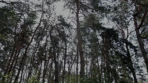 Pine trees 스톡 동영상 107128175