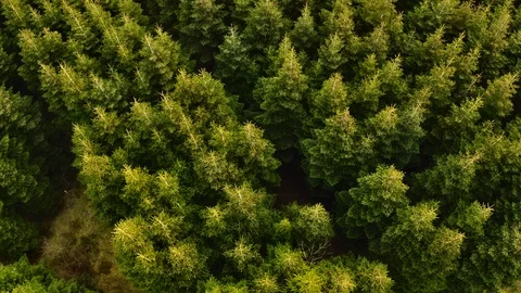 The pine trees Stock-Footage 107336224