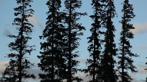 Pine trees Stock Footage 107737122