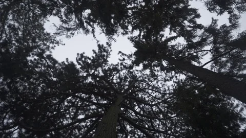 Pine trees Video stock 122198647