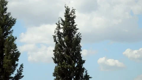 Pine Trees Stock Footage 133143372