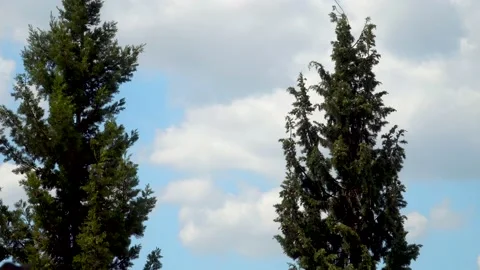 Pine Trees Stock Footage 133143476