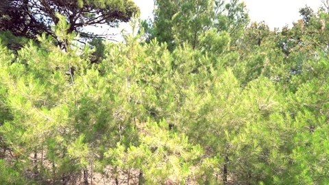 Pine trees Stock Footage 146652362