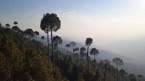 Pine trees Stock Footage 147617257