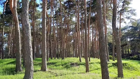Pine trees Stock Footage 155930951