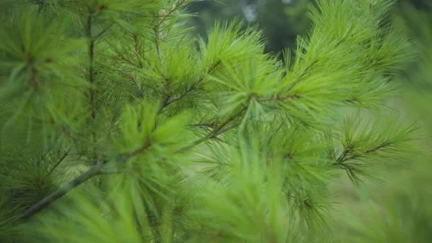 Pine trees Stock Footage 157701282