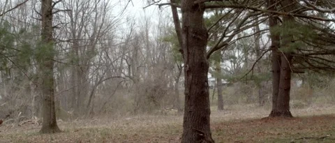 Pine Trees Stock Footage 172347599