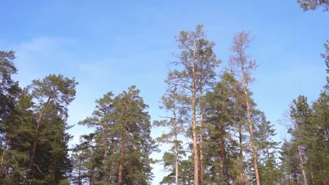 Pine trees Stock Footage 173690997