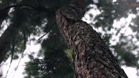 PINE TREES 스톡 동영상 187101392