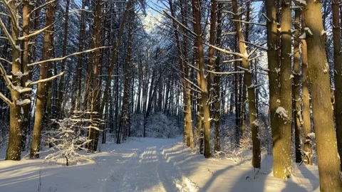 Pine trees Stock Footage 226951198
