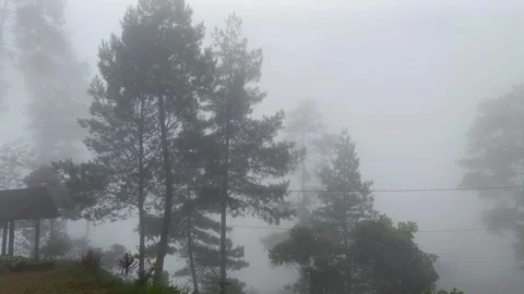 Pine Trees Stock Footage 278278566