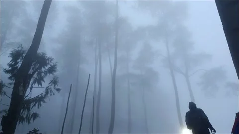 Pine Trees Stock Footage 278320065