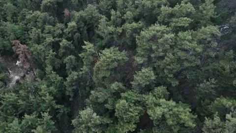 Pine Trees Video stock 280120323