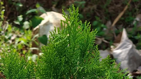 Pine trees Stock Footage 290889085
