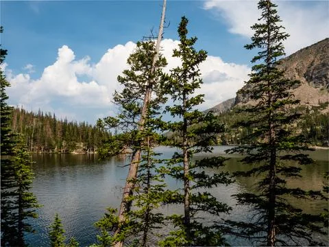 Pine trees in foreground of a nature scene with clouds reflecting on a lake i Stock Photos