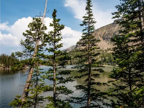 Pine trees in foreground of a nature scene with clouds reflecting on a lake i Stock Photos