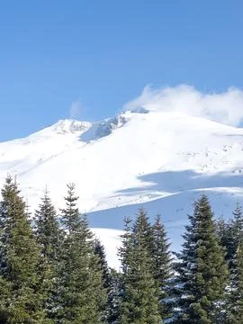 Pine trees in the foreground snowy landscape from Uludag in the background Stock Photos